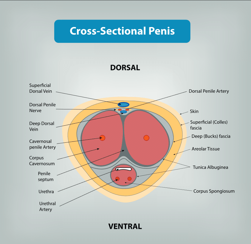 Penile Filler Anatomy - Penis Girth Implant vs Fat Transfer vs Fillers